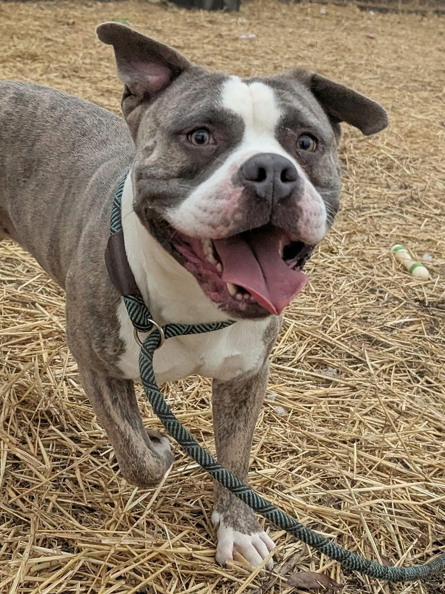Enlarge Ham, an adopted Pit Bull Terrier in Chicago, IL image 3/5