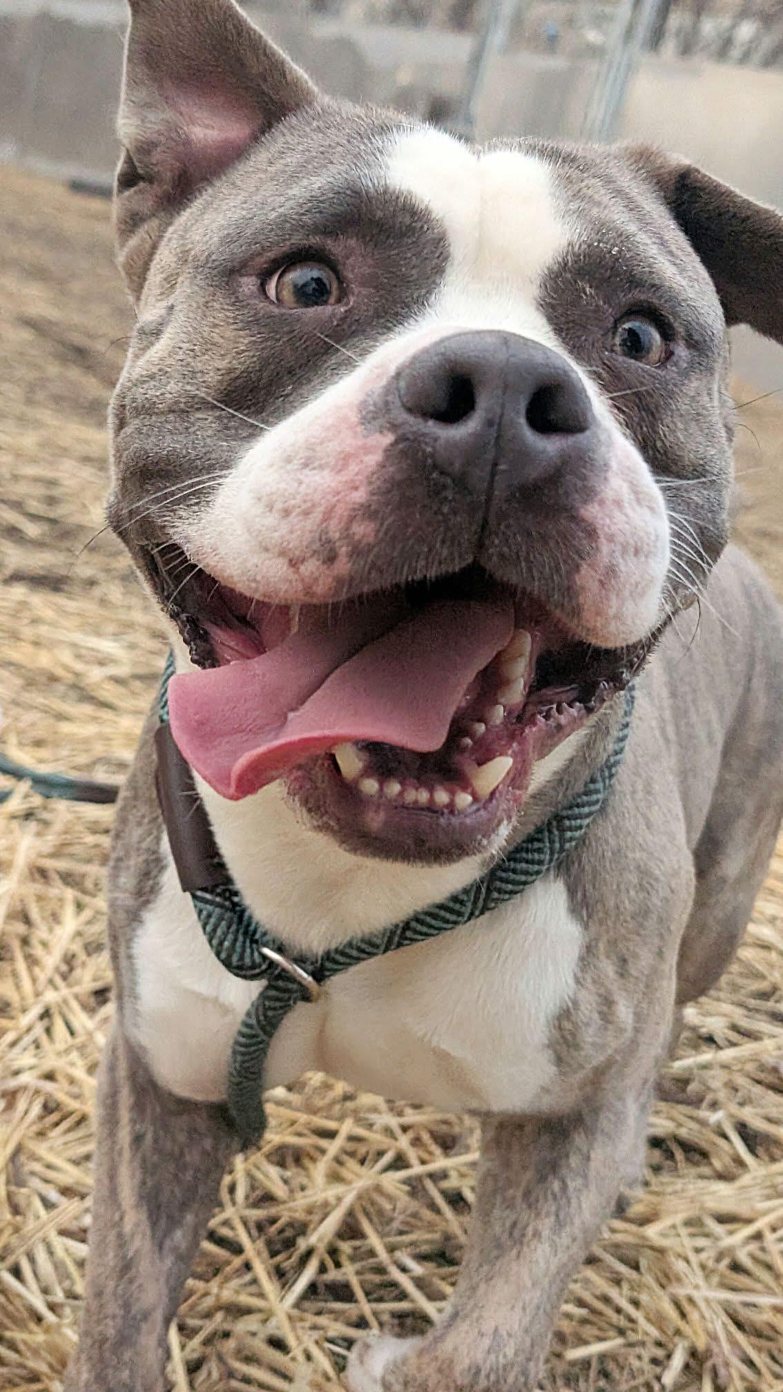 Ham, adopted, Young Male Pit Bull Terrier.