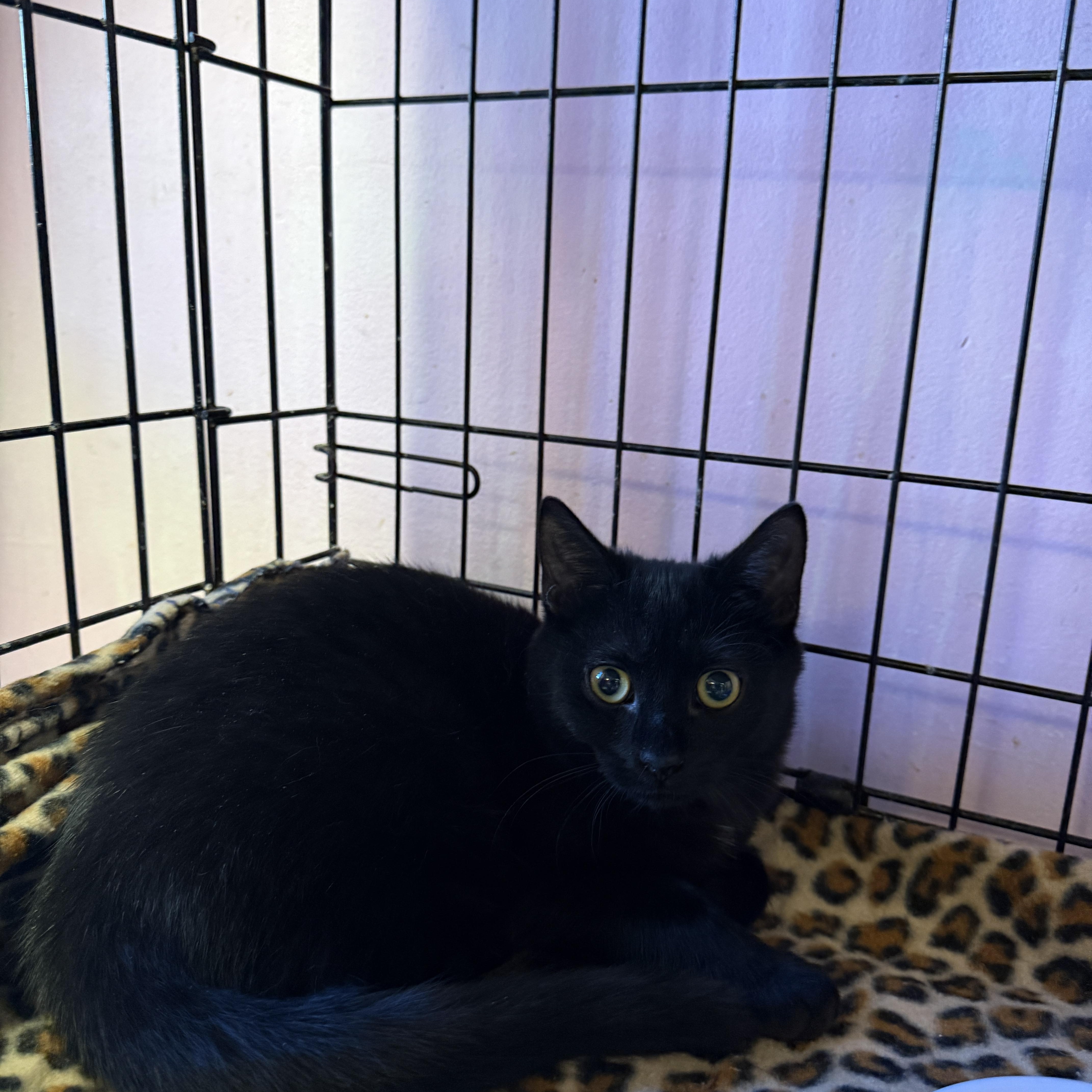 Enlarge Frosty, a ADOPTABLE Domestic Short Hair in Freeport, NY image 1/1