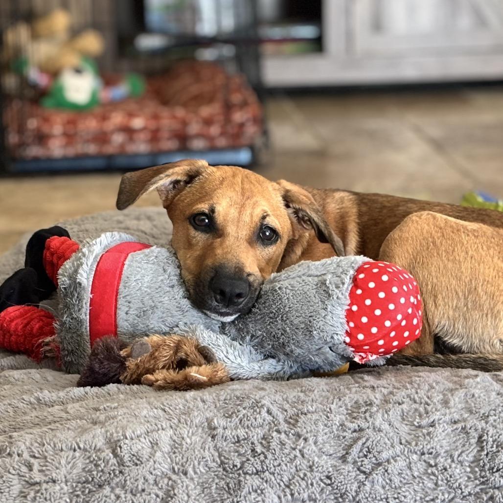Enlarge Taki, a Adoptable Terrier in San Diego, CA image 1/5