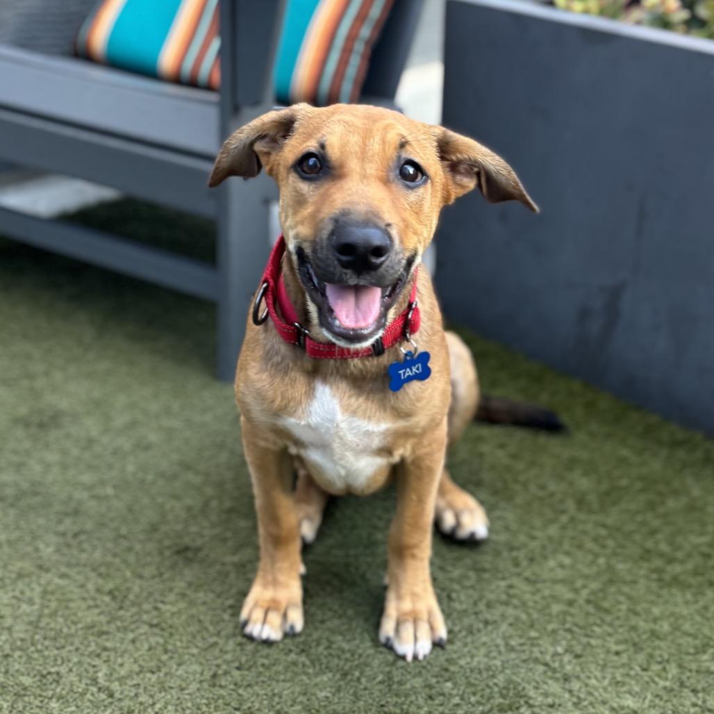 Enlarge Taki, a Adoptable Terrier in San Diego, CA image 2/5
