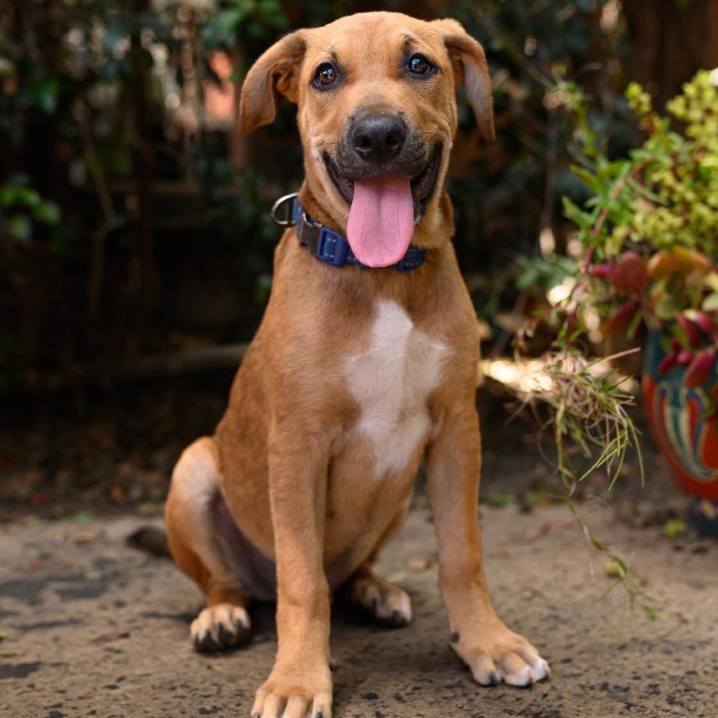 Enlarge Taki, a Adoptable Terrier in San Diego, CA image 3/5
