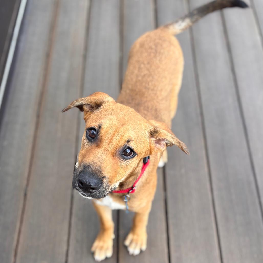 Enlarge Taki, a Adoptable Terrier in San Diego, CA image 4/5