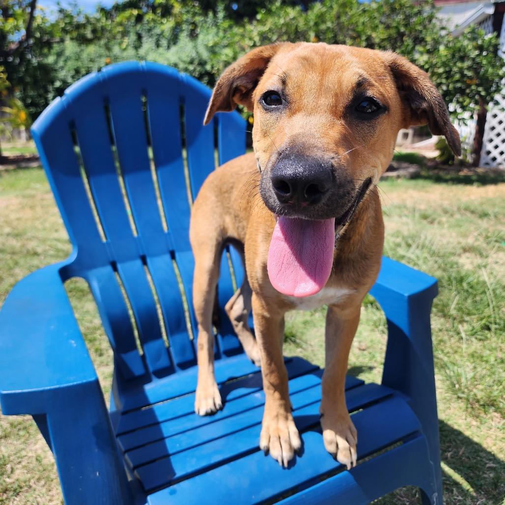 Enlarge Taki, a Adoptable Terrier in San Diego, CA image 5/5