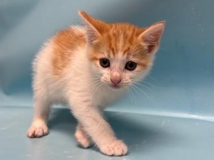 Rosie, Adoptable, Adult Female Domestic Short Hair & Domestic Short Hair.