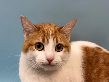 Rosie, a Adoptable mixed breed in Woodbury, MN image 2/2