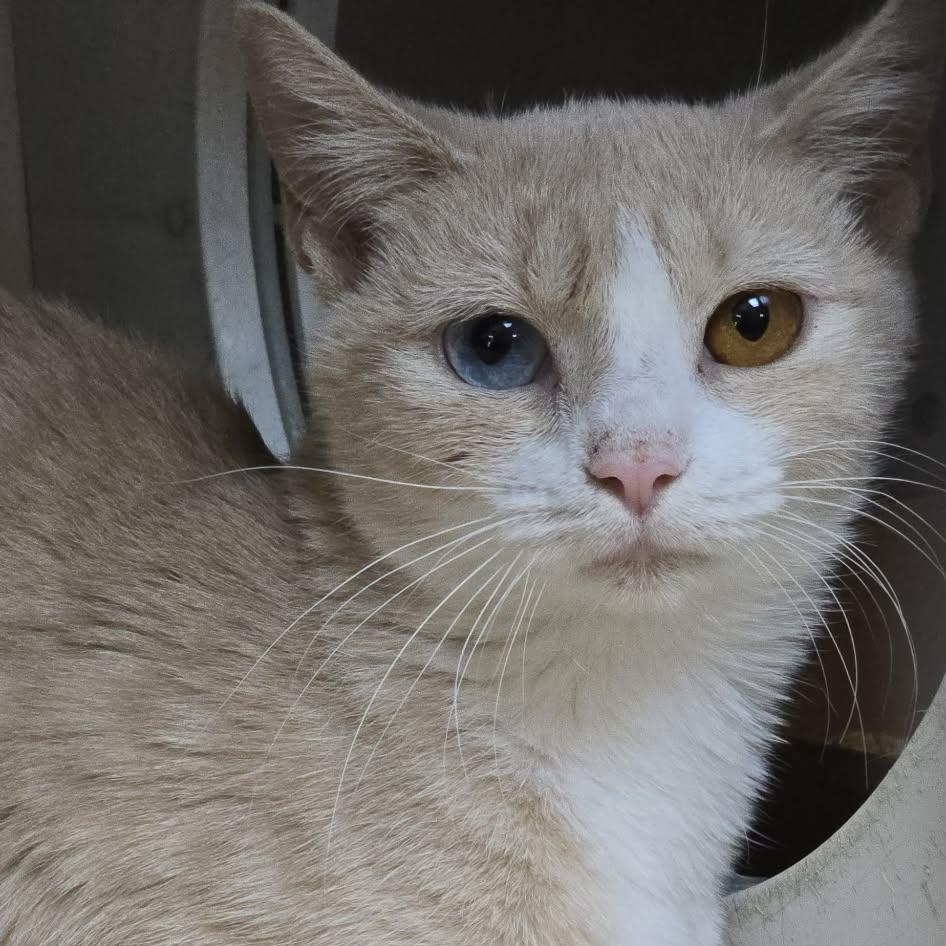 Hermione, adoptable, Young Female Domestic Short Hair.