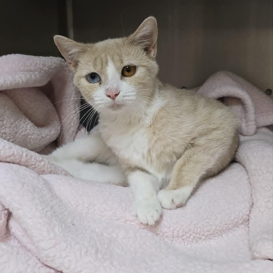 Hermione, adoptable, Young Female Domestic Short Hair.