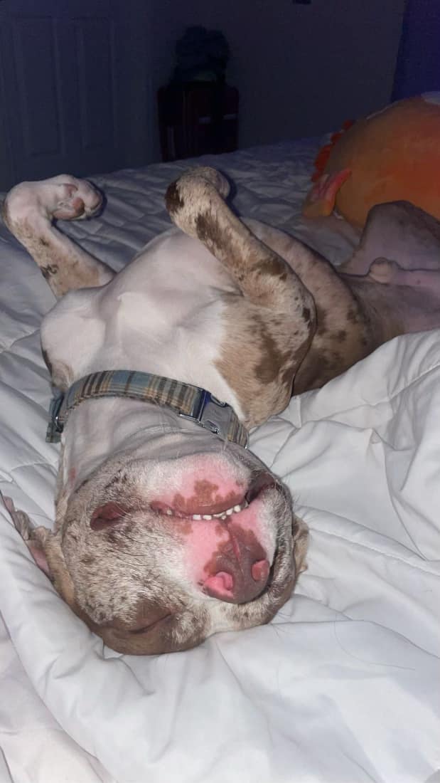 Cappy, Adopted, Young Male American Staffordshire Terrier.