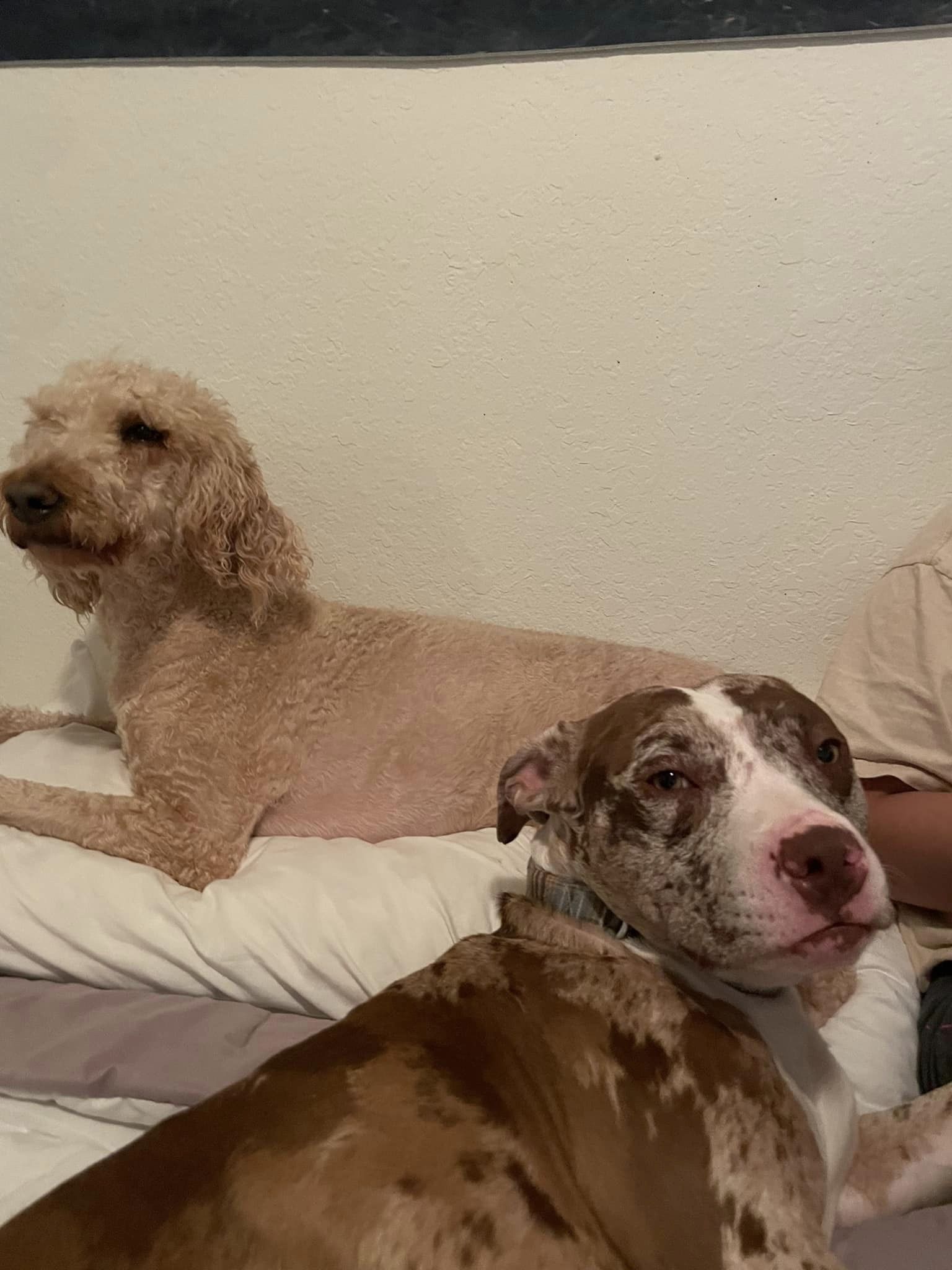 Enlarge Cappy, a Adopted American Staffordshire Terrier in DELTONA, FL image 2/4