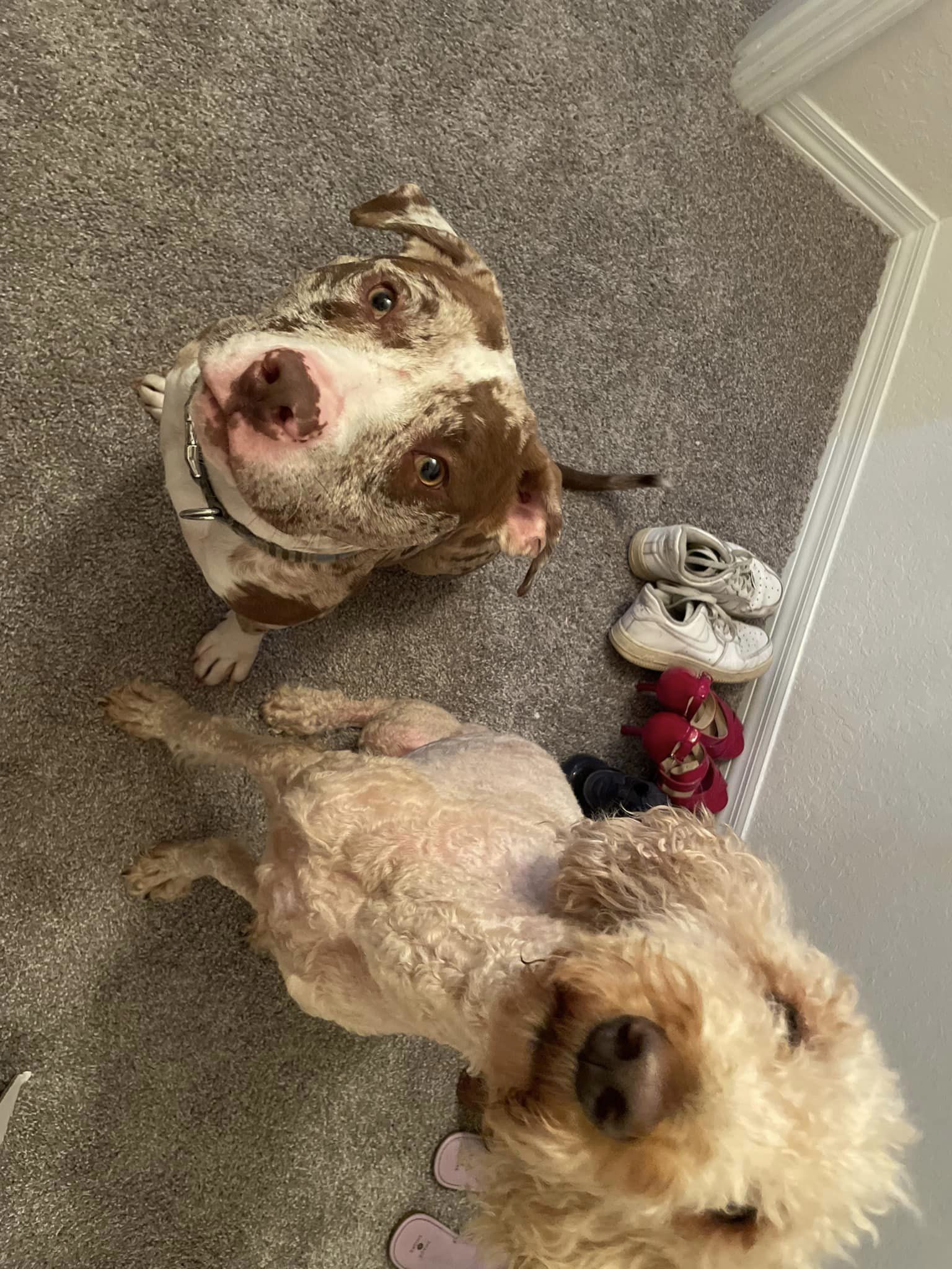 Enlarge Cappy, a Adopted American Staffordshire Terrier in DELTONA, FL image 4/4