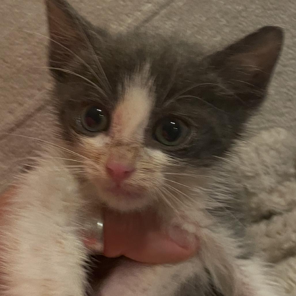 Guacamole, Adoptable, Kitten Male Domestic Short Hair.