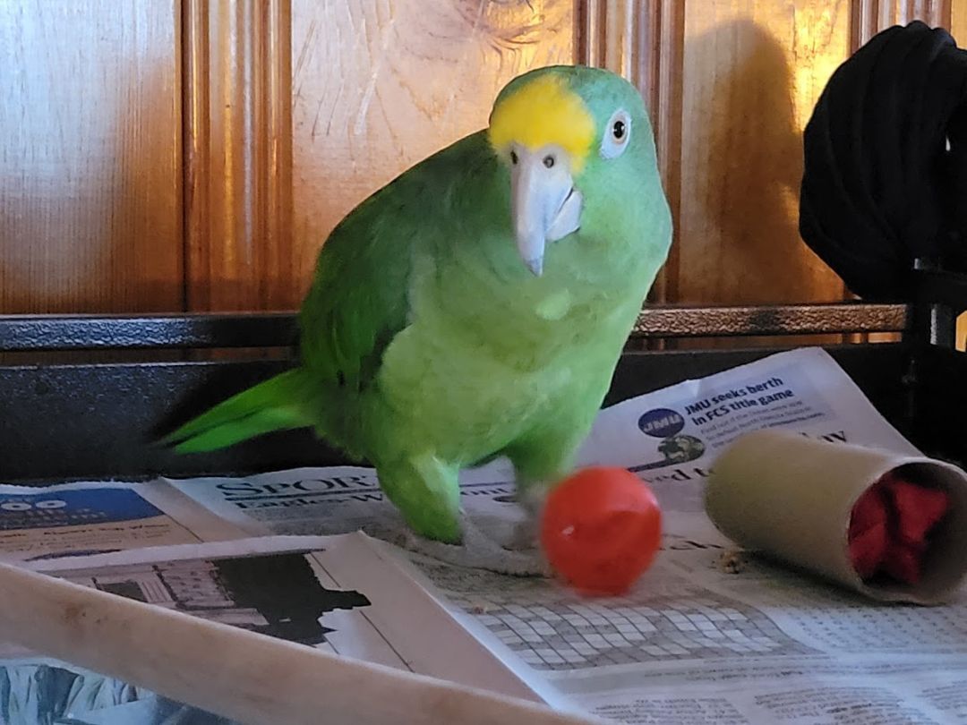 Enlarge Jade, a Adoptable Amazon in Wakefield, VA image 1/4