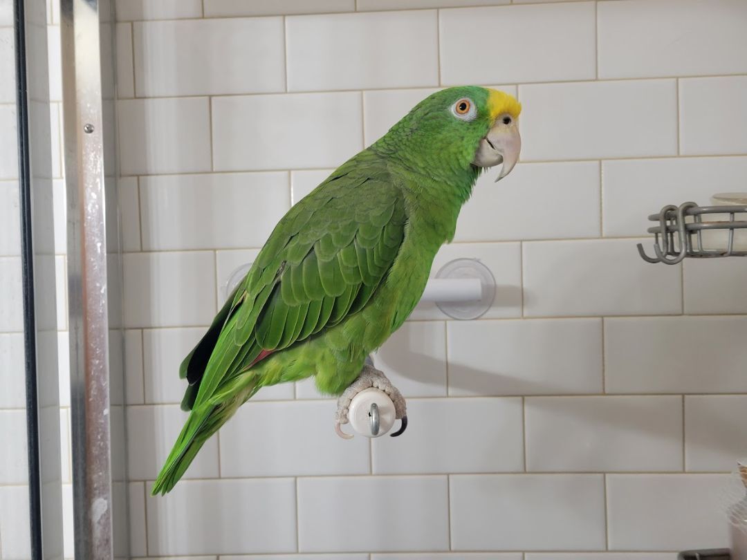 Enlarge Jade, a Adoptable Amazon in Wakefield, VA image 2/4