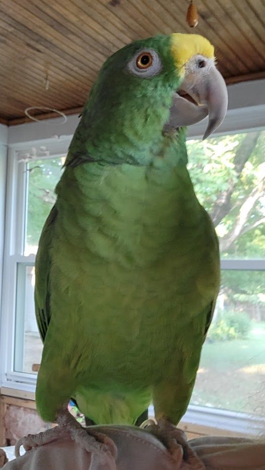 Enlarge Jade, a Adoptable Amazon in Wakefield, VA image 3/4