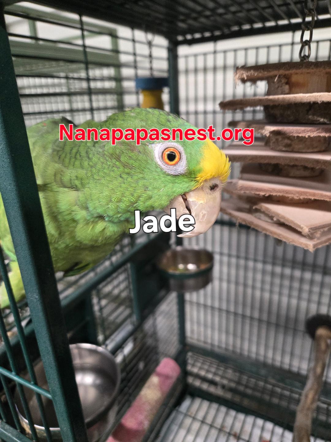 Jade, Adoptable, Adult Male Amazon.