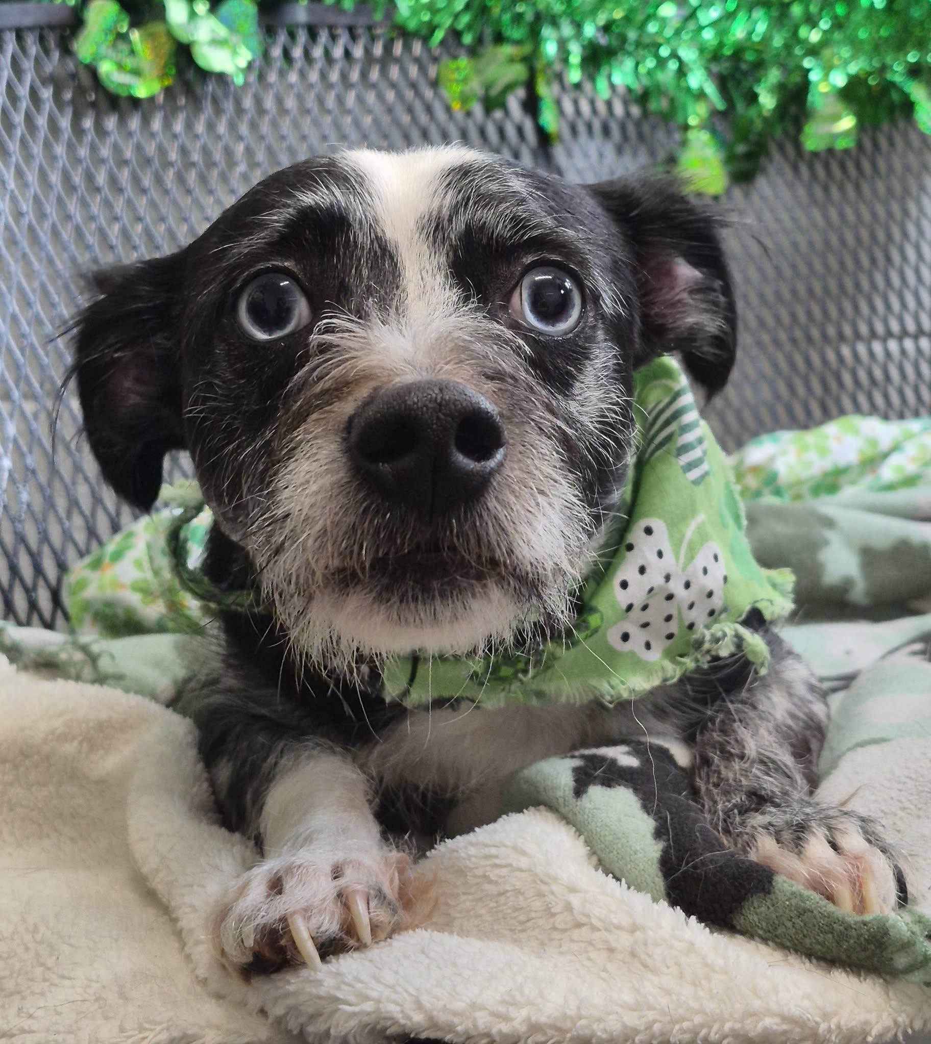 Chase, adopted, Young Male Poodle & Australian Shepherd.