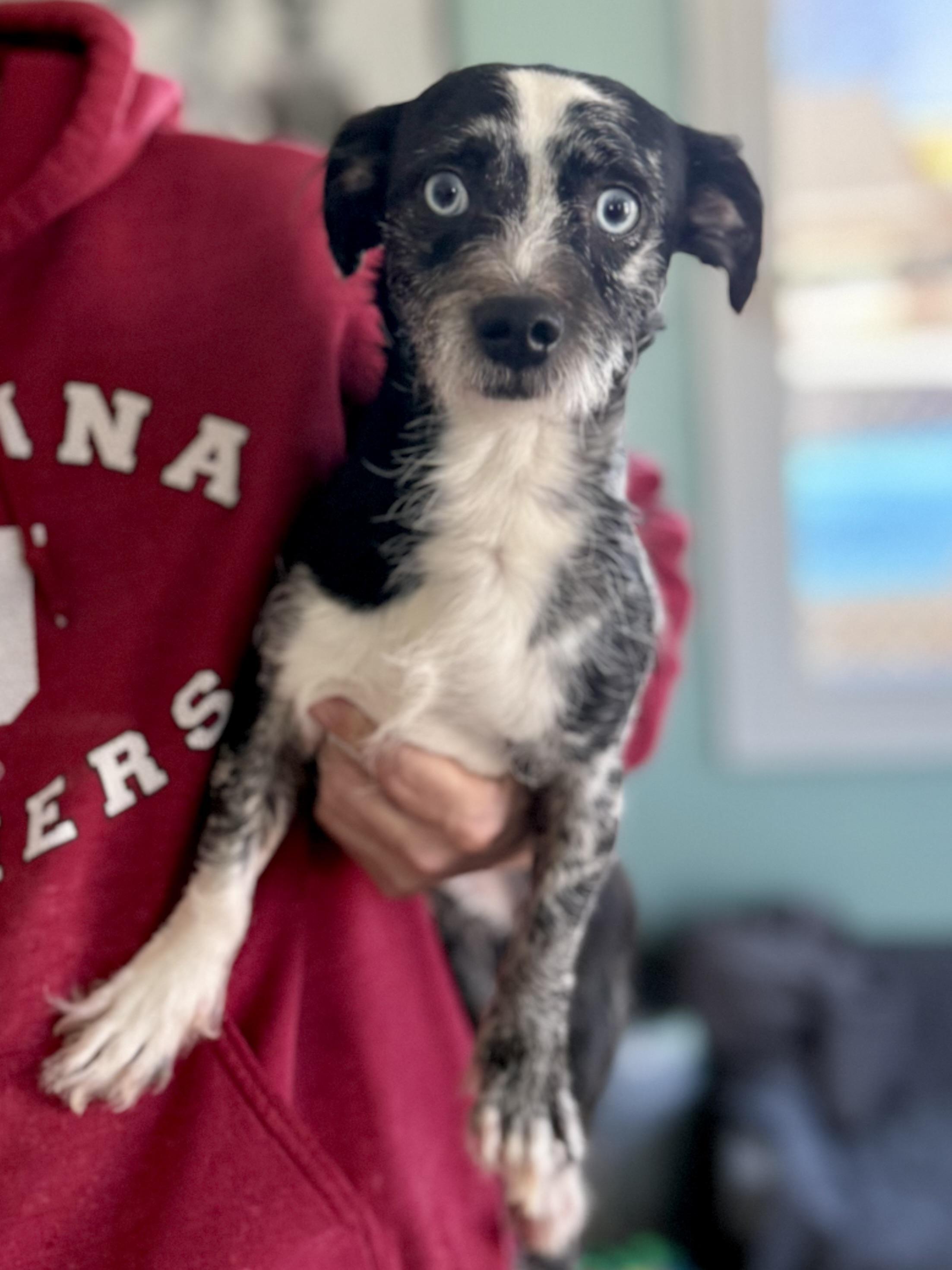 Enlarge Chase, an adopted mixed breed in Anderson, IN image 4/4