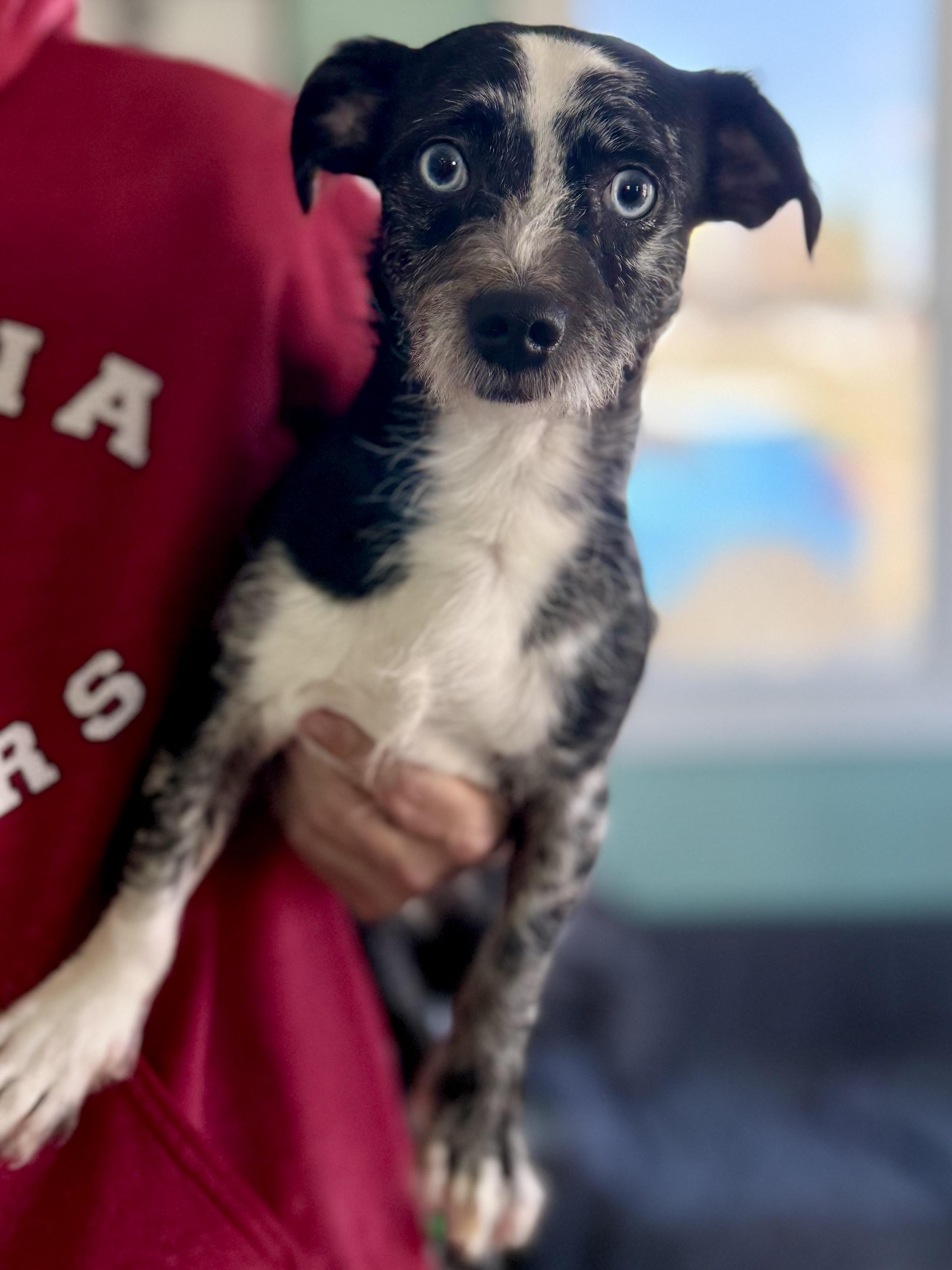 Enlarge Chase, an adopted mixed breed in Anderson, IN image 2/4