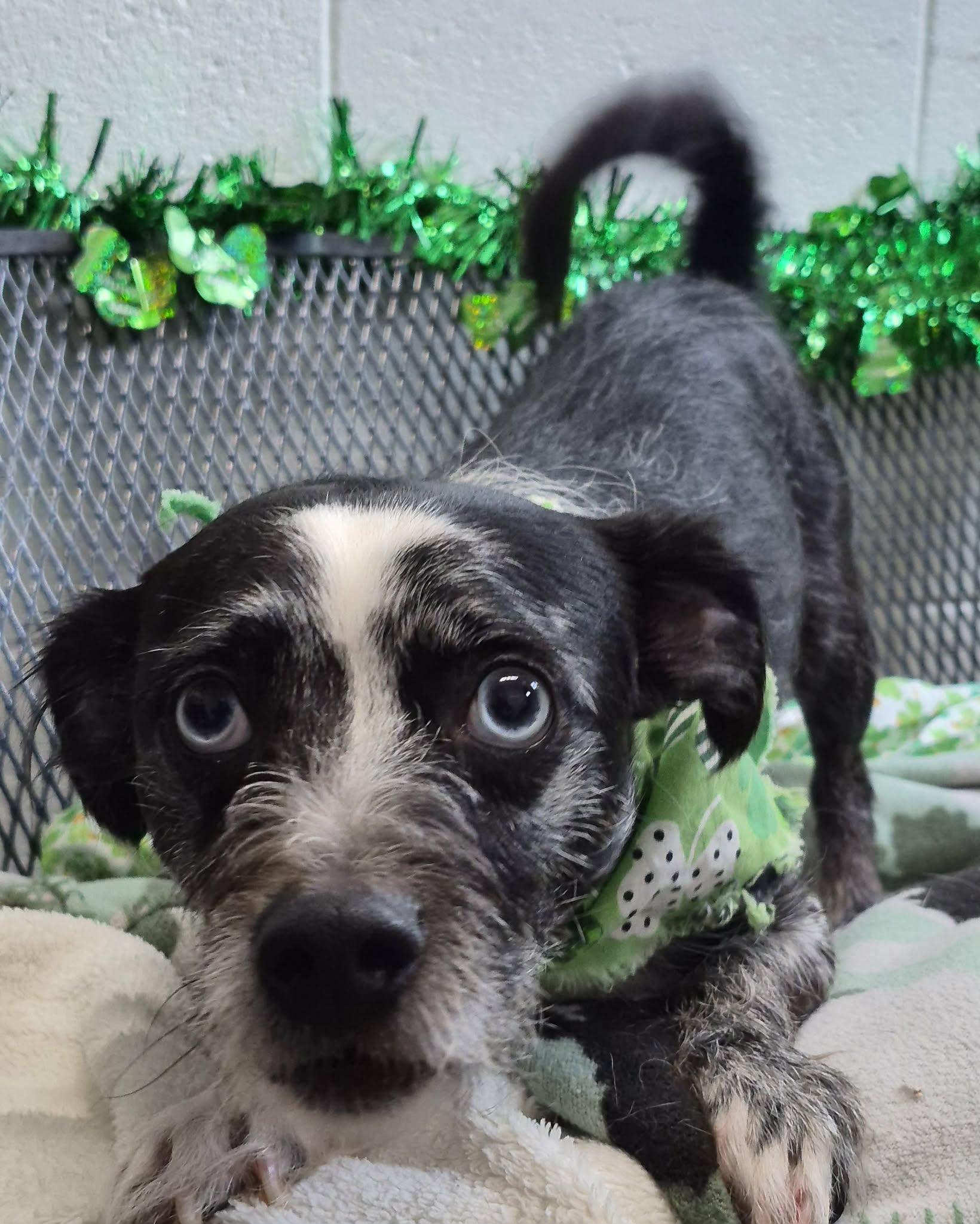 Enlarge Chase, an adopted mixed breed in Anderson, IN image 3/4