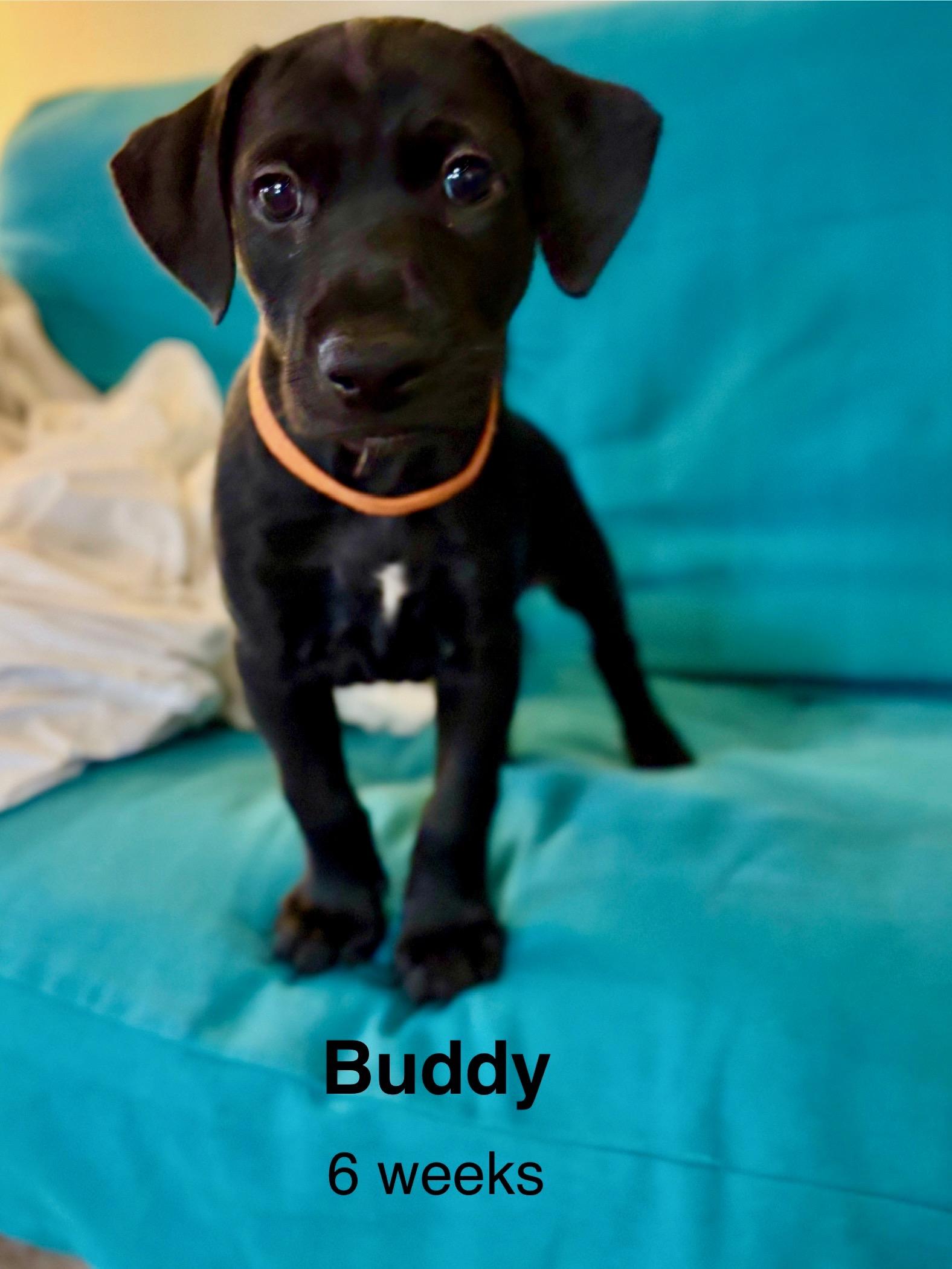Buddy, Adopted, Young Male Belgian Shepherd / Malinois & German Wirehaired Pointer.