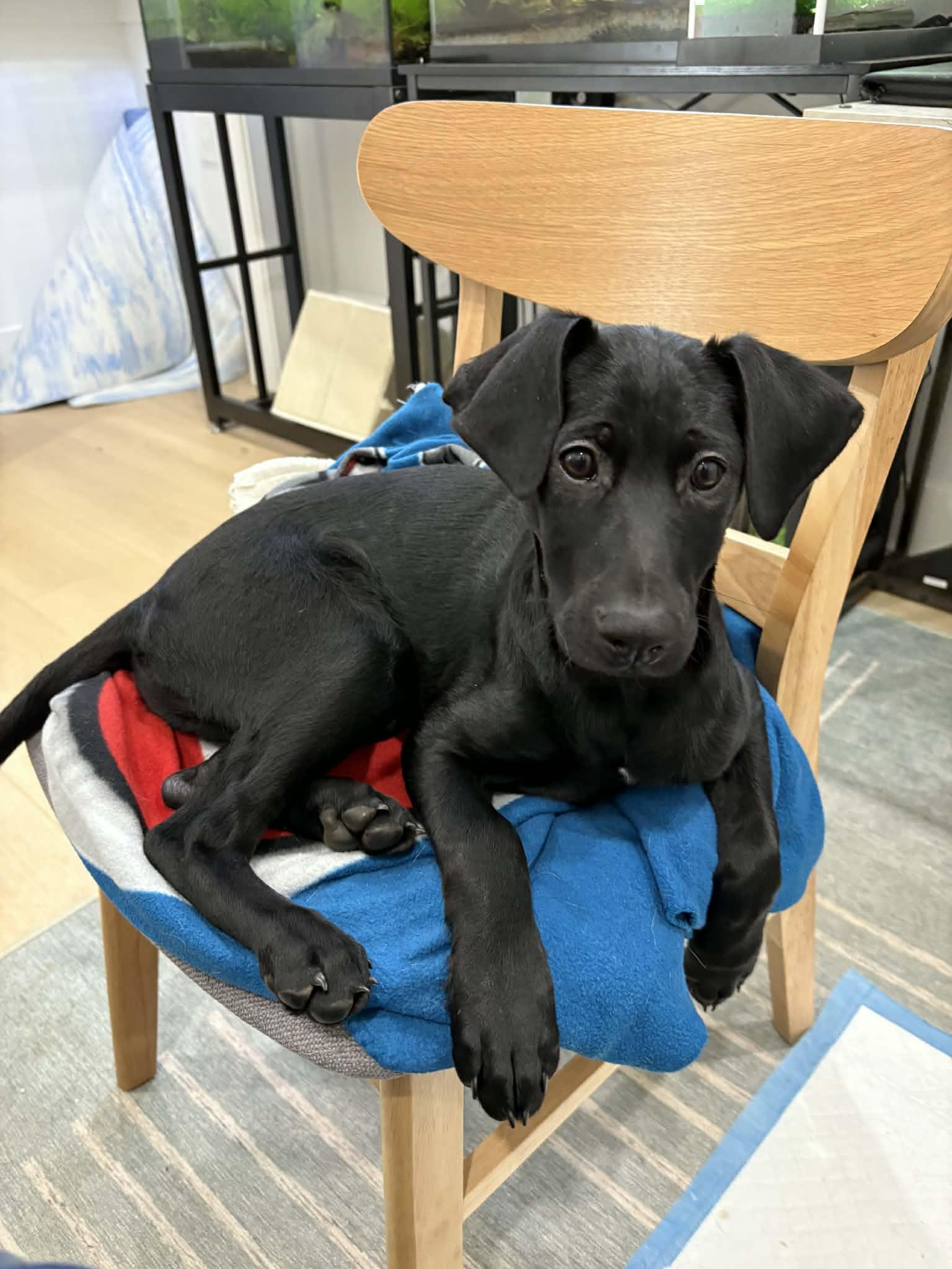 Enlarge Buddy, a Adopted mixed breed in Chico, CA image 2/6