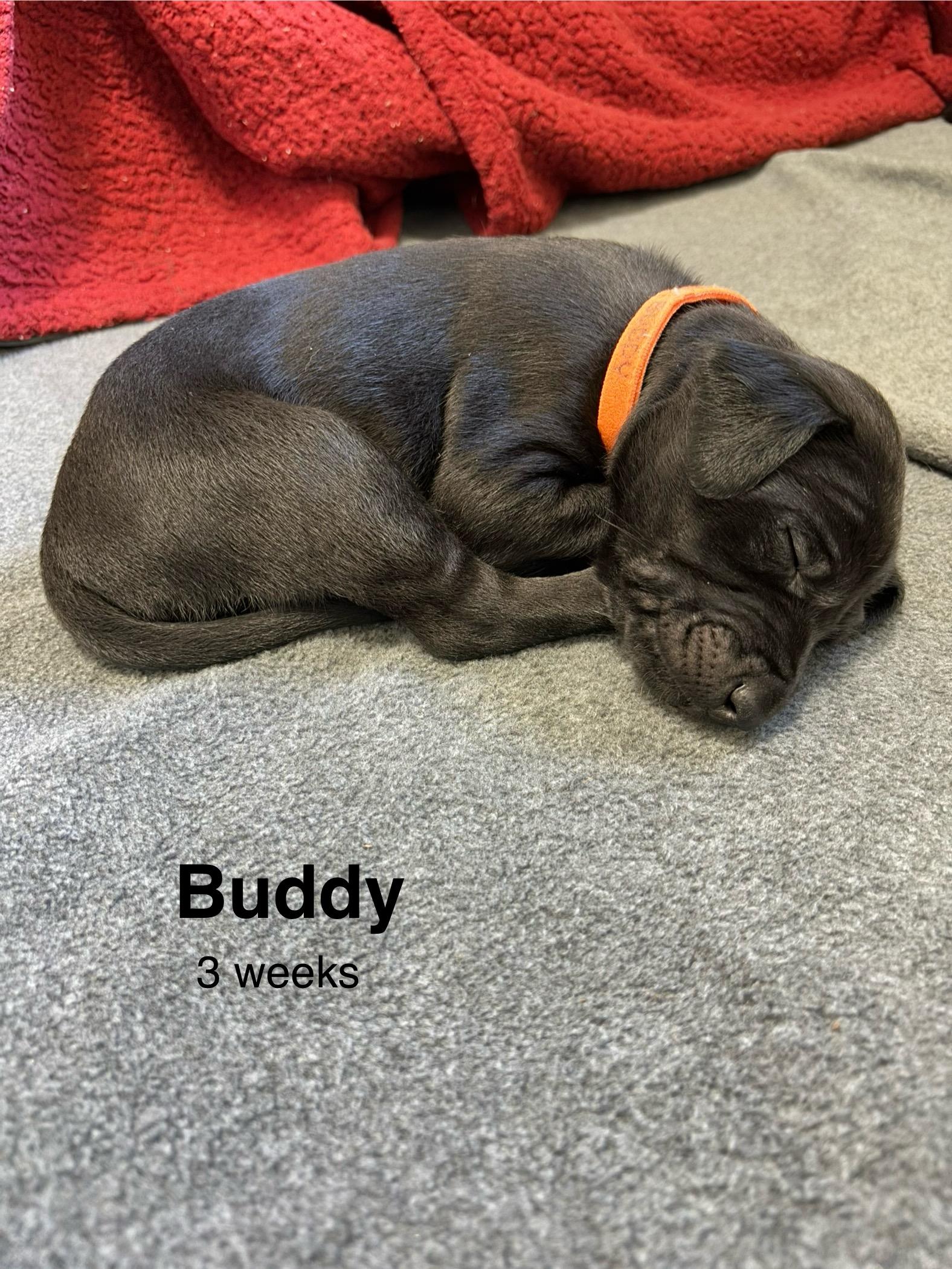 Enlarge Buddy, a Adopted mixed breed in Chico, CA image 3/6