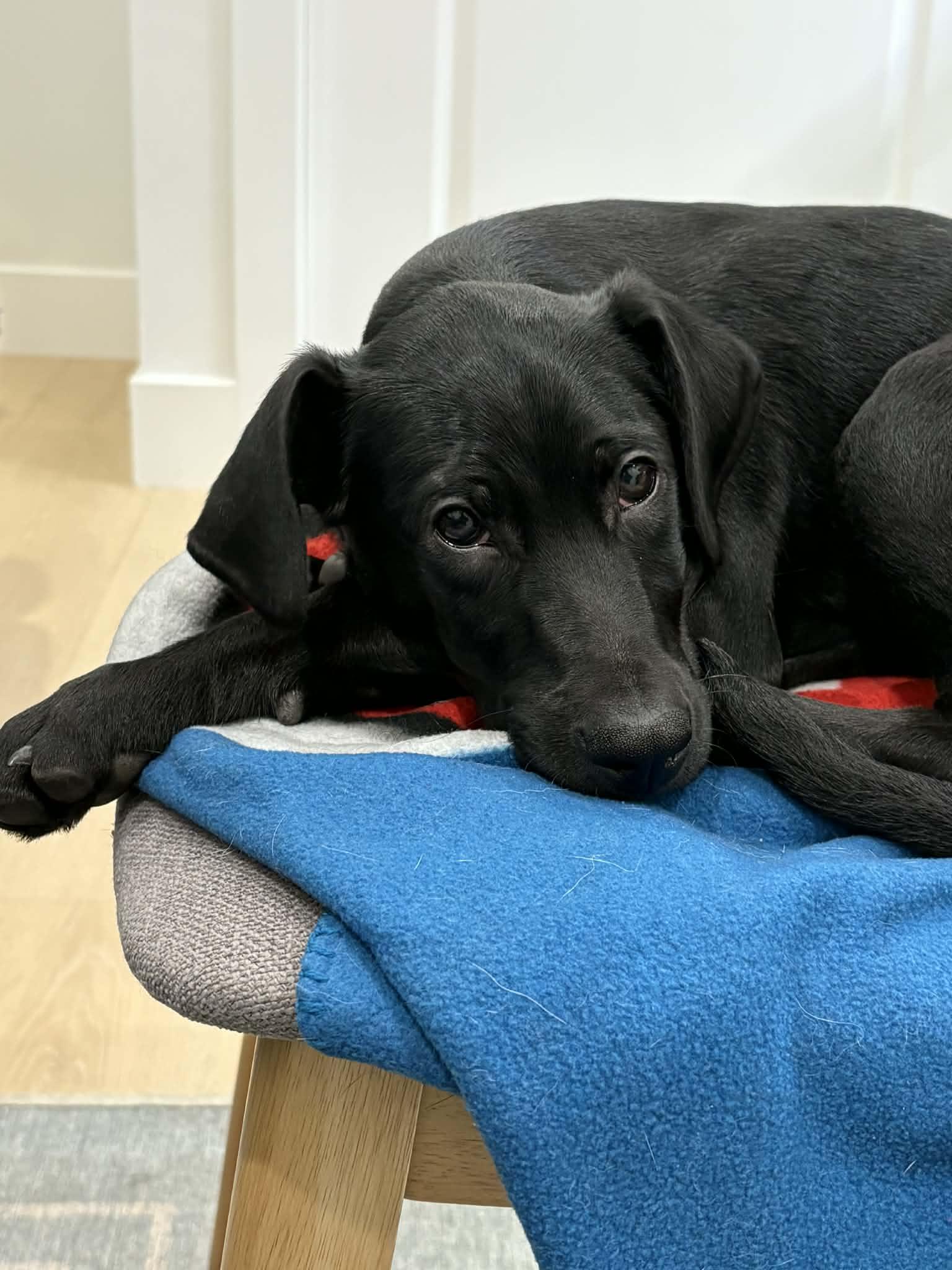 Enlarge Buddy, a Adopted mixed breed in Chico, CA image 4/6