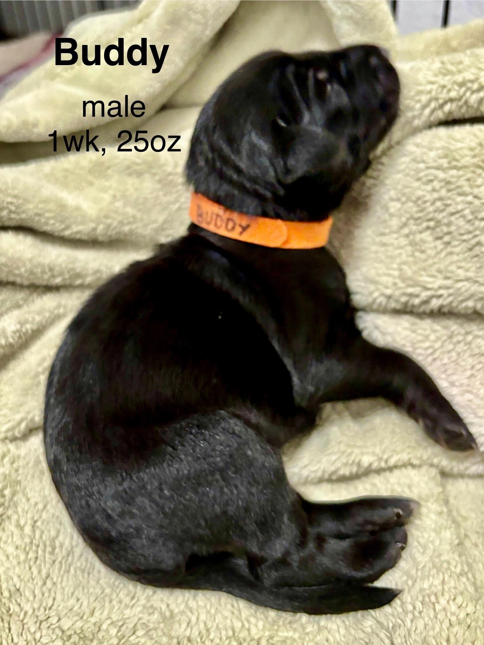 Enlarge Buddy, a Adopted mixed breed in Chico, CA image 5/6