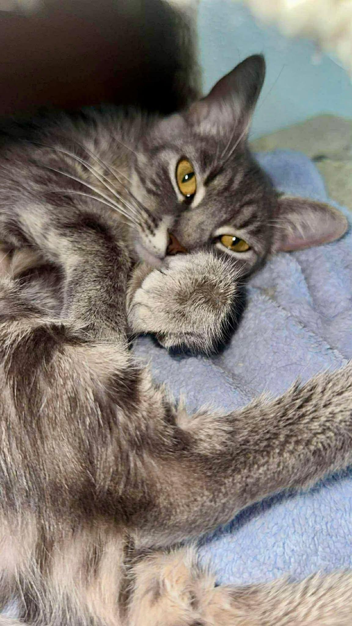 Enlarge Greta, a ADOPTABLE Domestic Short Hair in Springfield, VT image 3/4