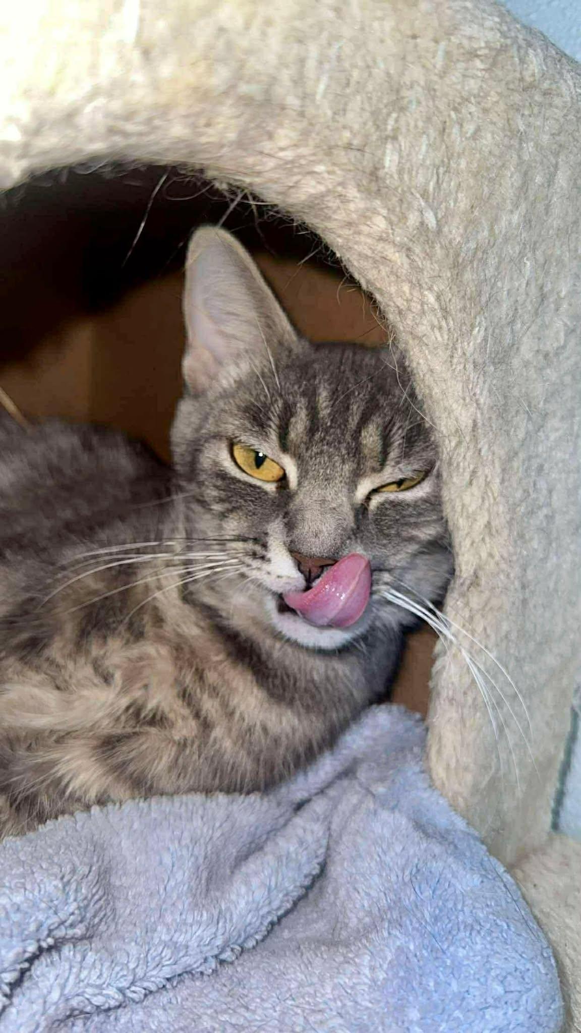 Enlarge Greta, a ADOPTABLE Domestic Short Hair in Springfield, VT image 2/4