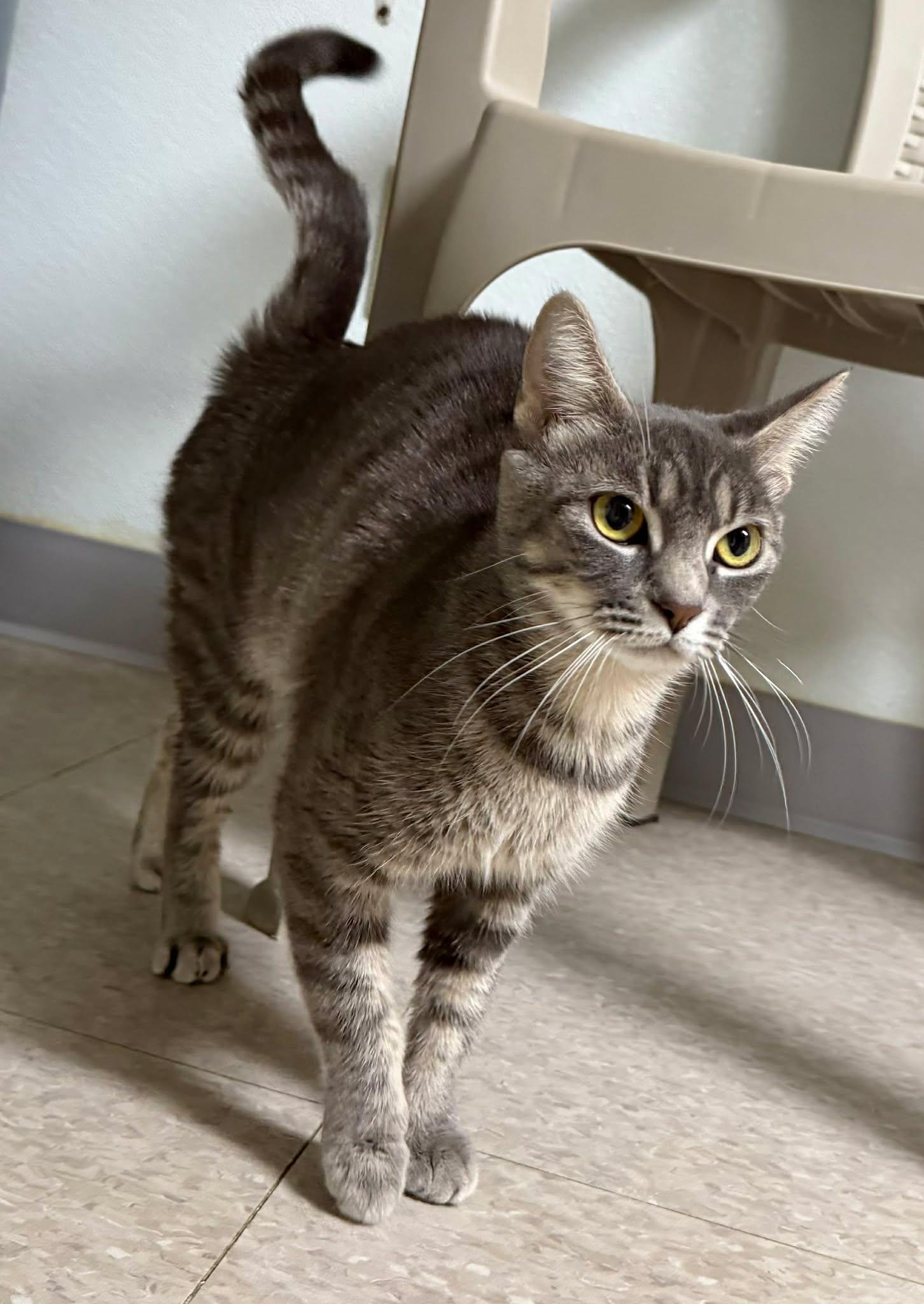 Enlarge Greta, a ADOPTABLE Domestic Short Hair in Springfield, VT image 4/4