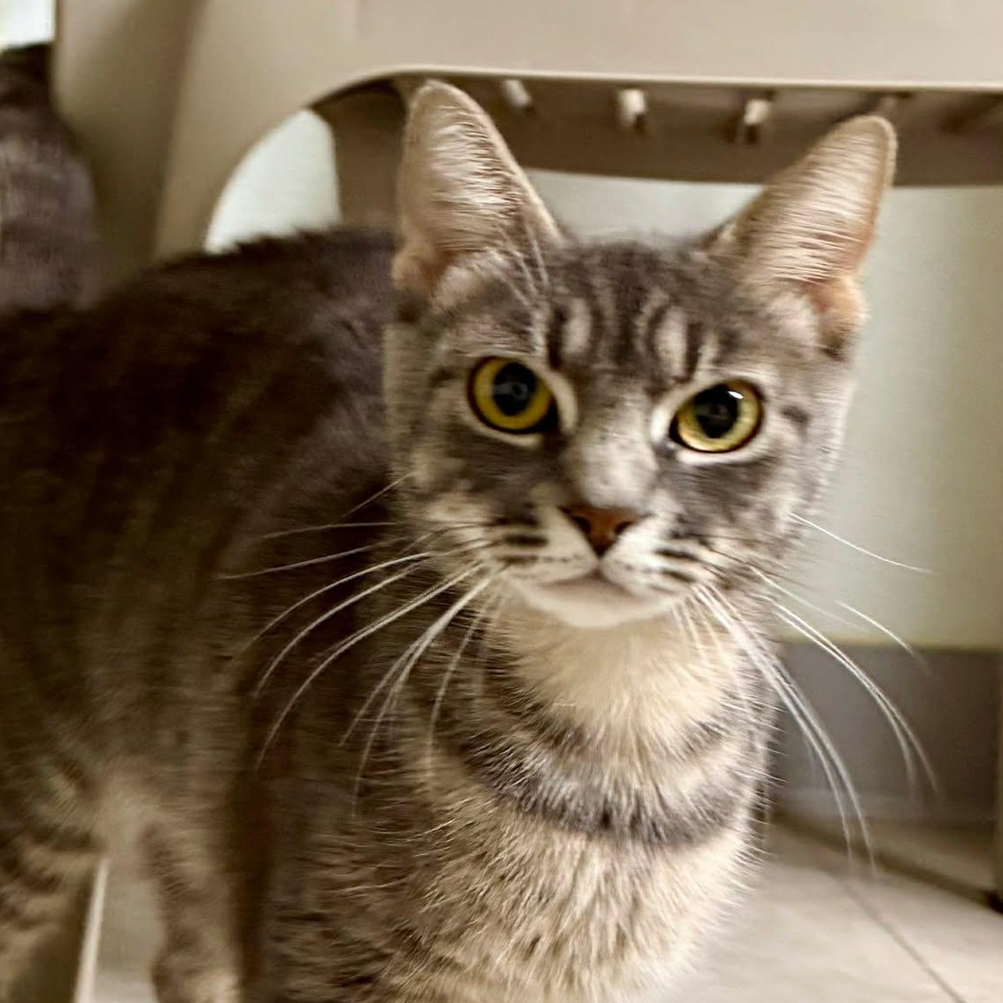 Greta, ADOPTABLE, Adult Female Domestic Short Hair.