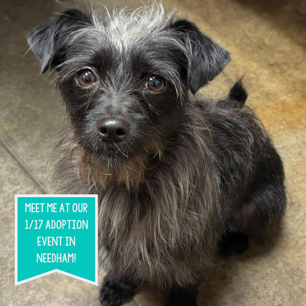 Andi, Adoptable, Adult Female Terrier.