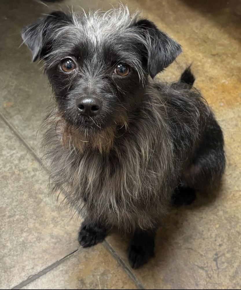 Enlarge Andi, a Adoptable mixed breed in Boston, MA image 2/6