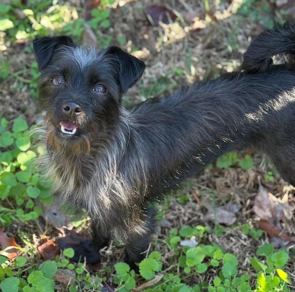 Enlarge Andi, a Adoptable mixed breed in Boston, MA image 4/6