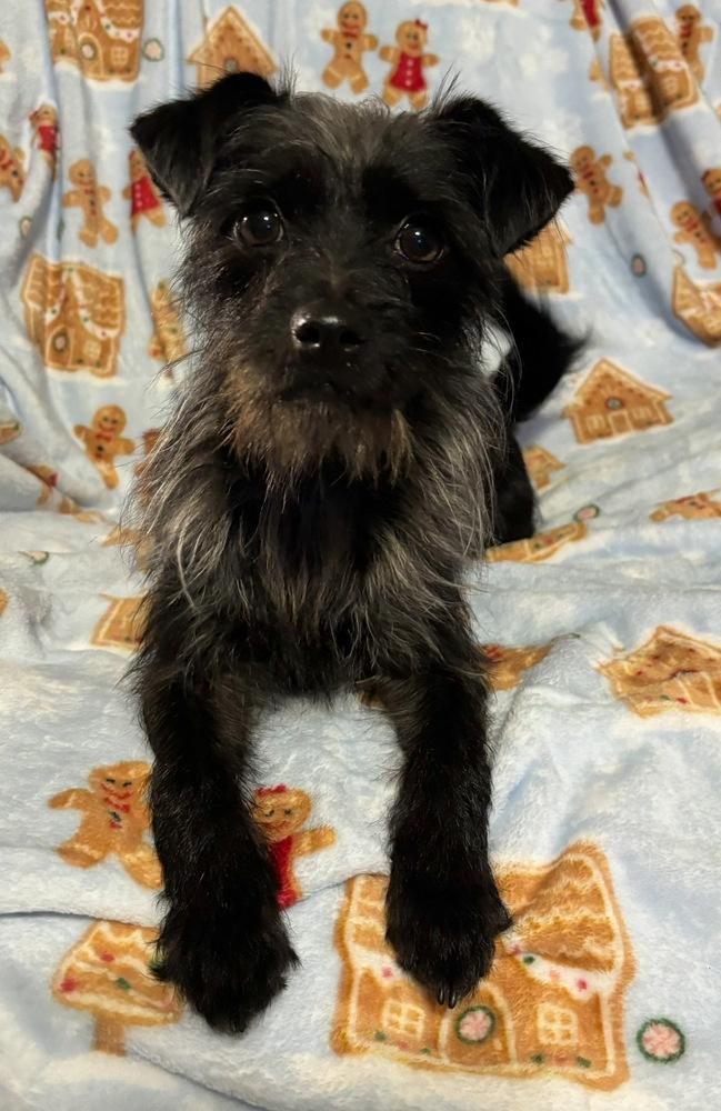 Enlarge Andi, a Adoptable mixed breed in Boston, MA image 5/6