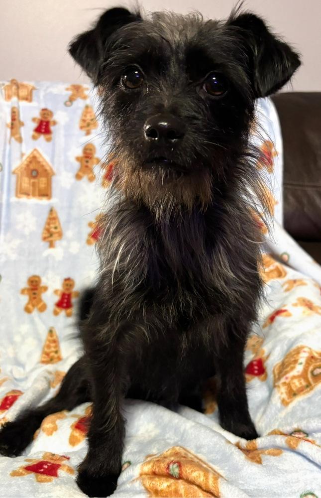 Enlarge Andi, a Adoptable mixed breed in Boston, MA image 6/6