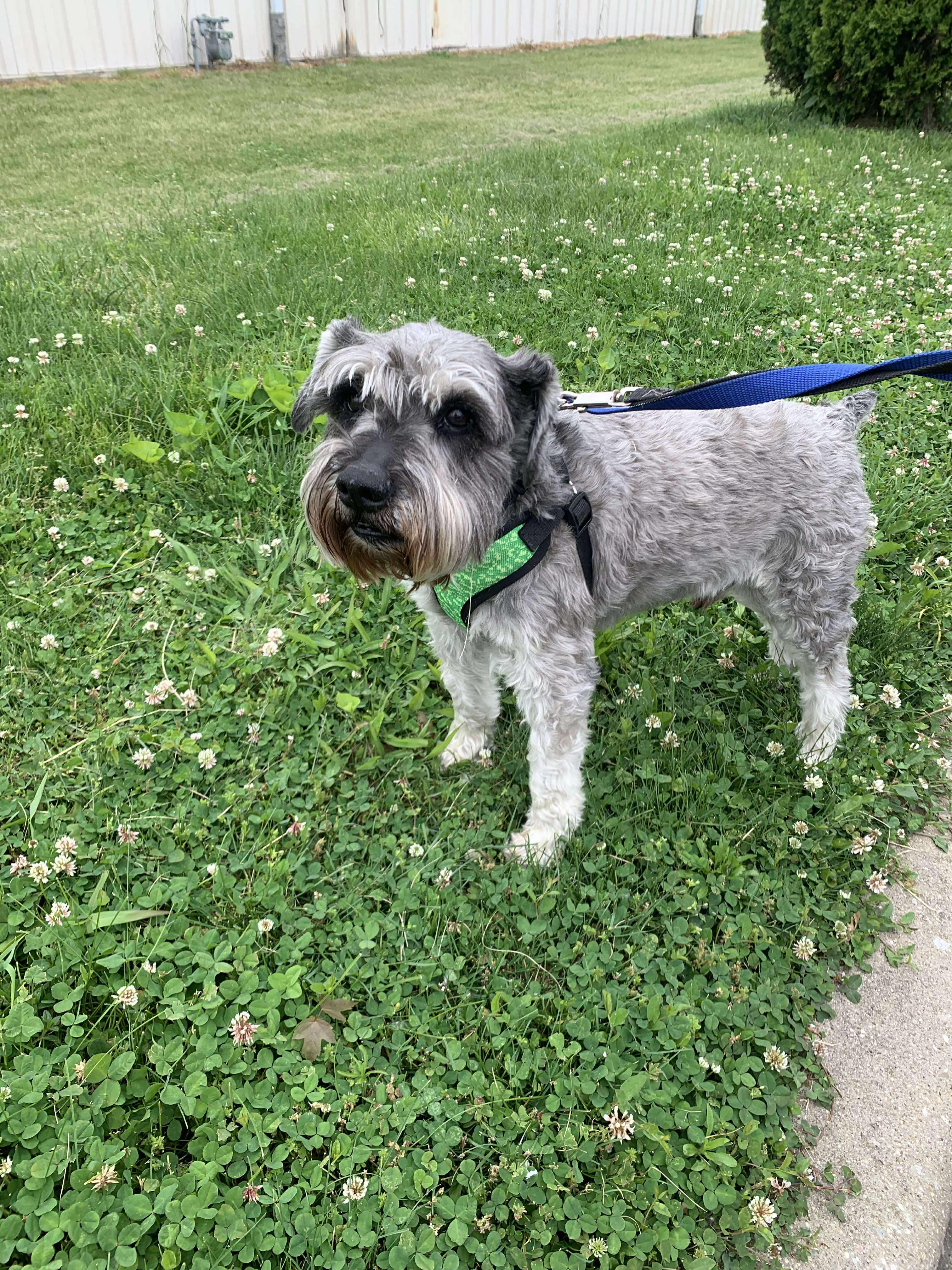 Enlarge Silias (part of bonded pair), a Adoptable Miniature Schnauzer in Homer Glen, IL image 4/5
