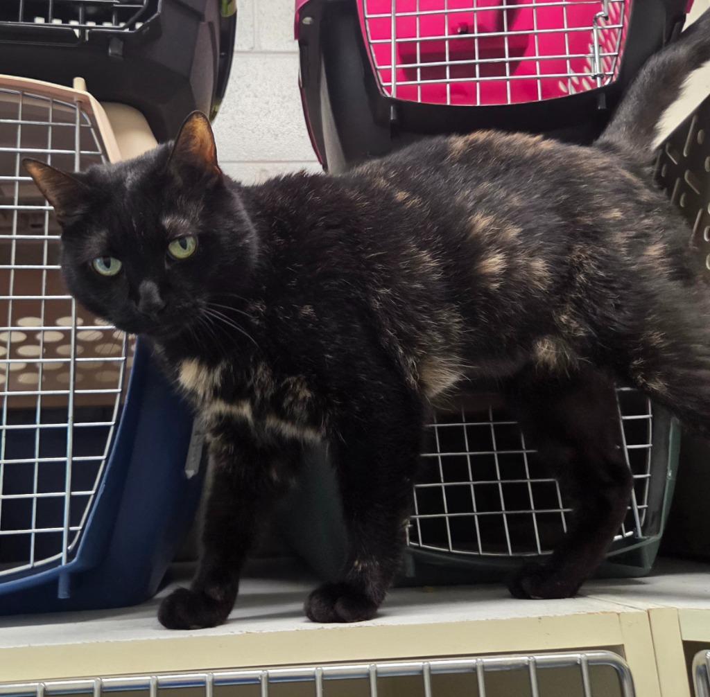 Enlarge Smokey, a Adoptable mixed breed in Muskegon, MI image 1/2