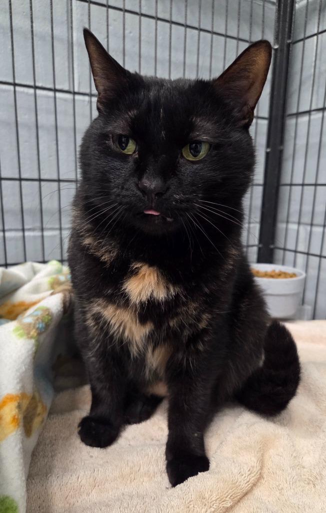 Enlarge Smokey, a Adoptable mixed breed in Muskegon, MI image 2/2