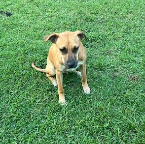 Bandit, an affectionate playmate - Courtesy Post