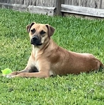 Bandit, an affectionate playmate - Courtsey Post