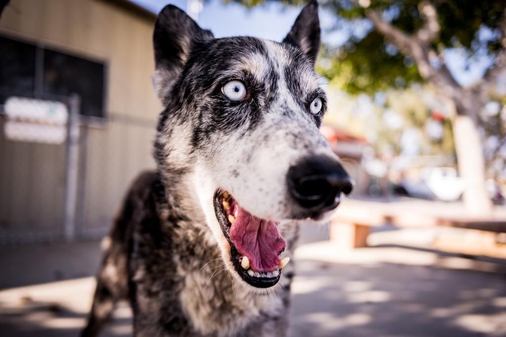 Enlarge Cowboy, a Adoptable mixed breed in Twentynine Palms, CA image 1/5