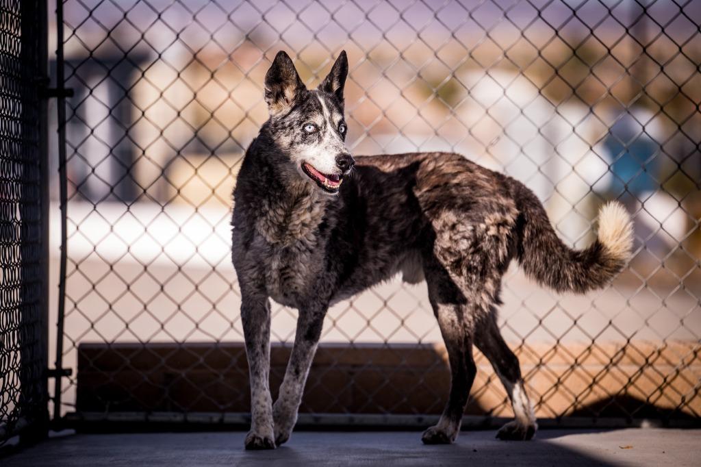 Enlarge Cowboy, a Adoptable mixed breed in Twentynine Palms, CA image 2/5