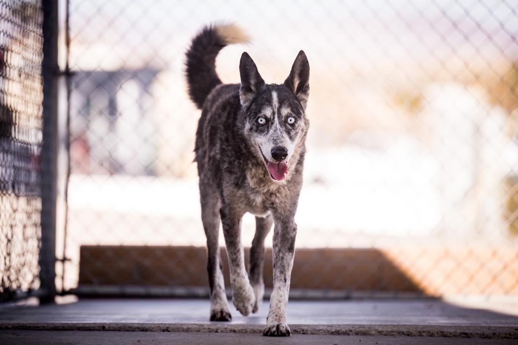 Enlarge Cowboy, a Adoptable mixed breed in Twentynine Palms, CA image 4/5