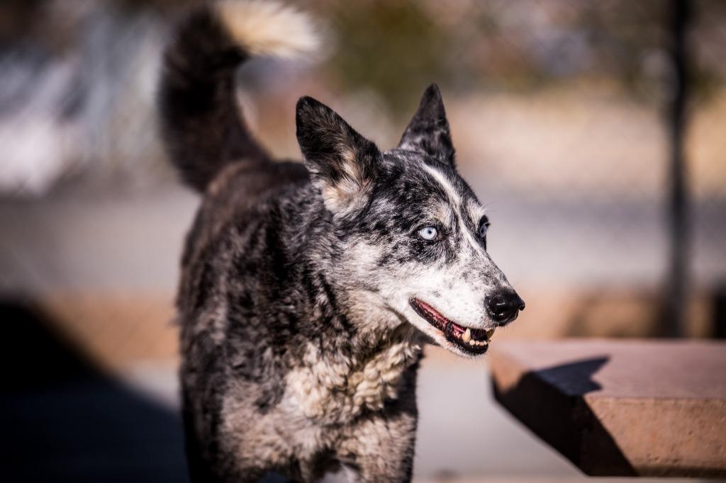 Enlarge Cowboy, a Adoptable mixed breed in Twentynine Palms, CA image 5/5