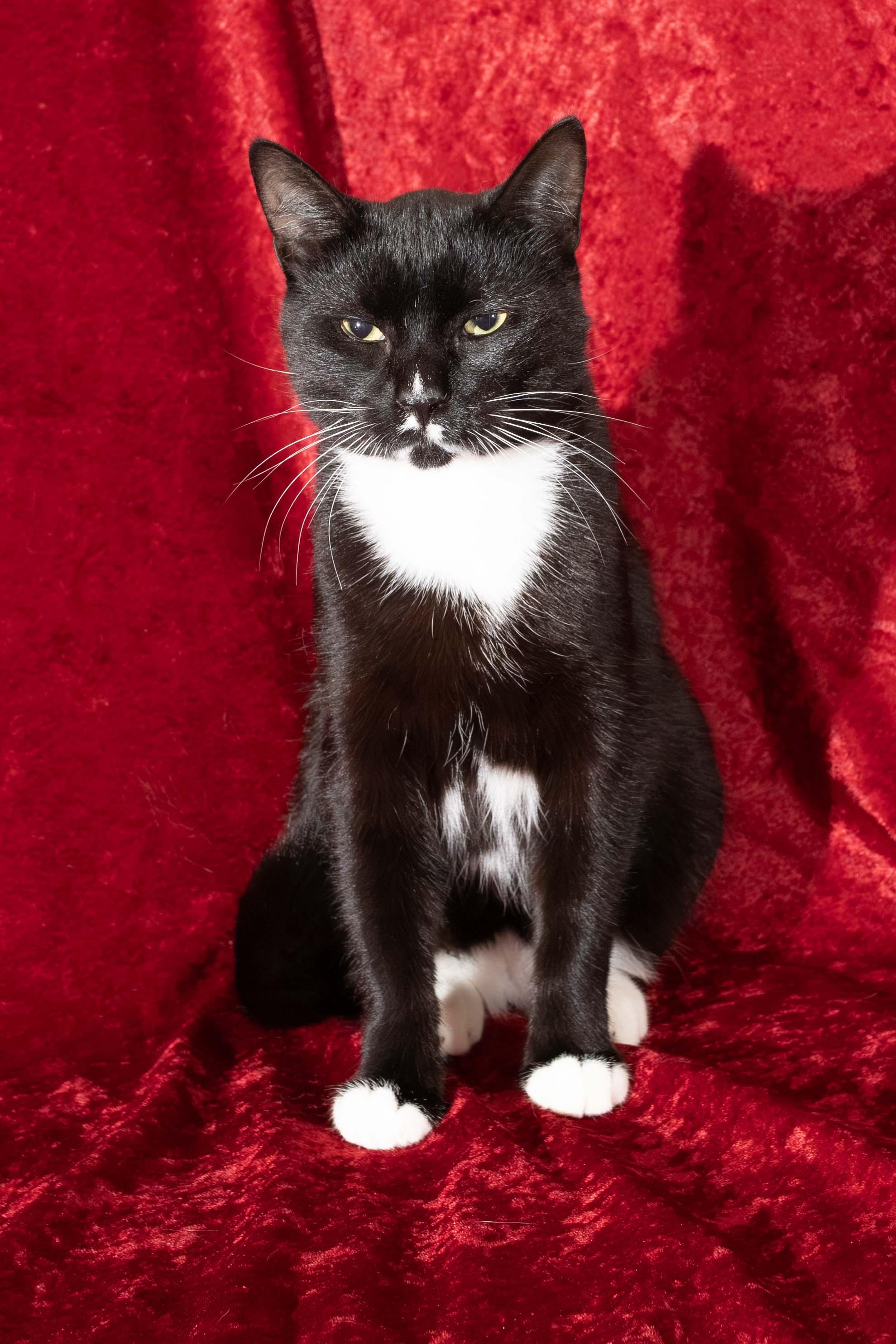 Captain Kirk & Jamieson, a Adoptable Domestic Short Hair in Delta, BC image 1/3