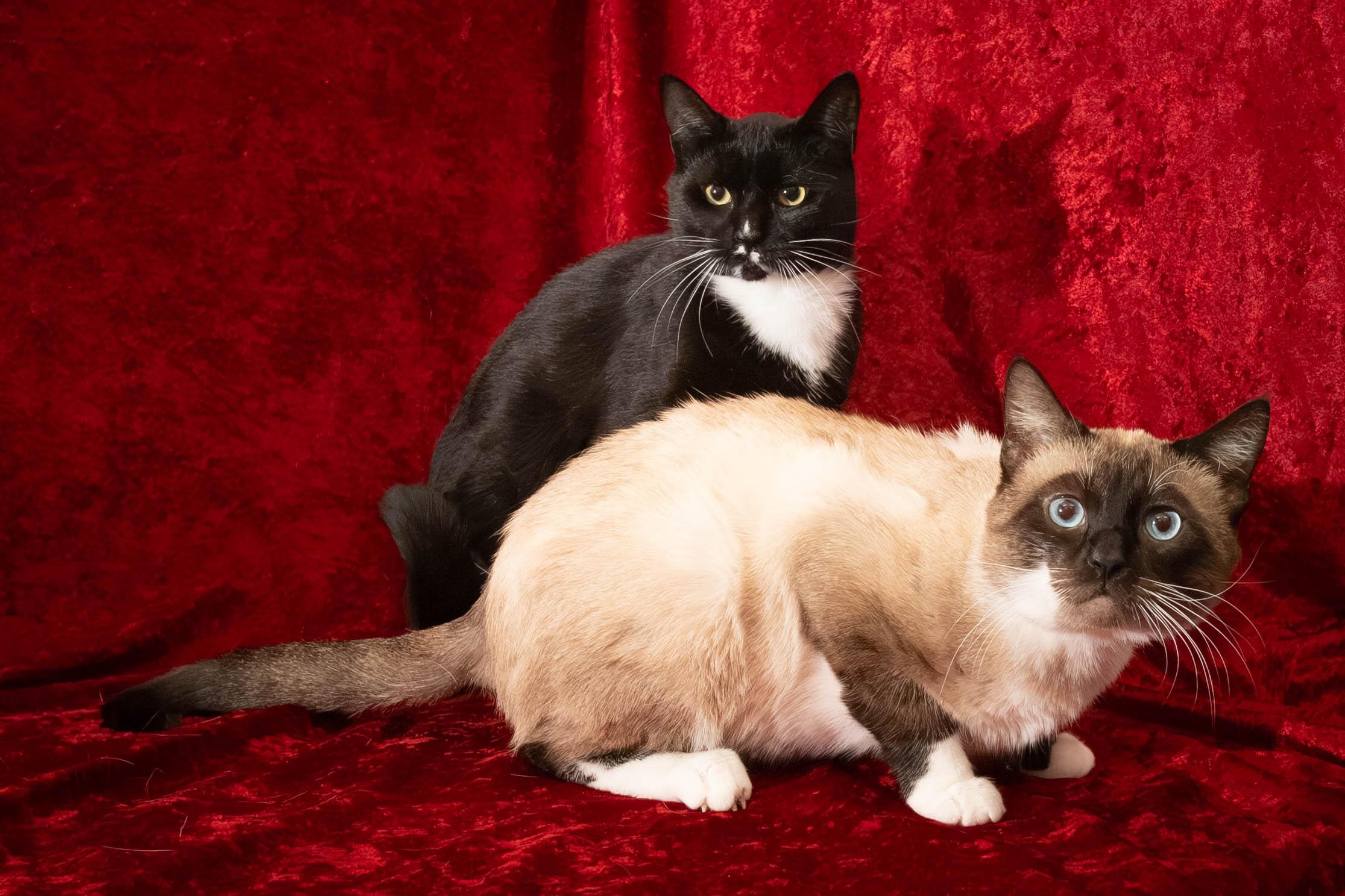 Captain Kirk & Jamieson, a Adoptable Domestic Short Hair in Delta, BC image 2/3