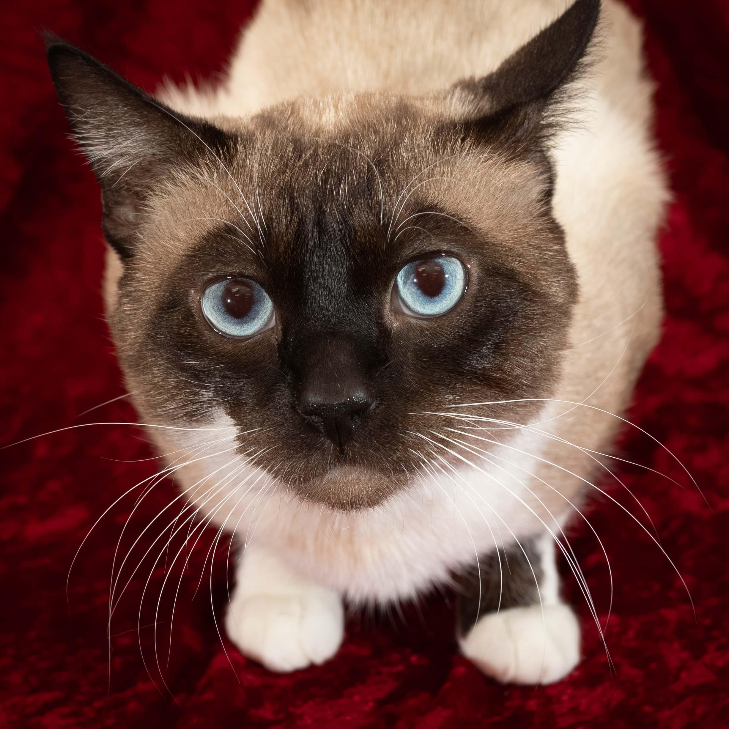 Captain Kirk & Jamieson, a Adoptable Domestic Short Hair in Delta, BC image 3/3